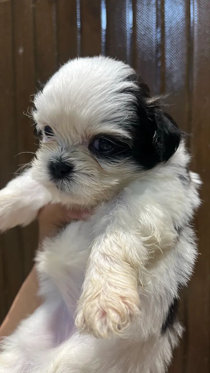 Cachorros Shi Tzu  - Foto 5