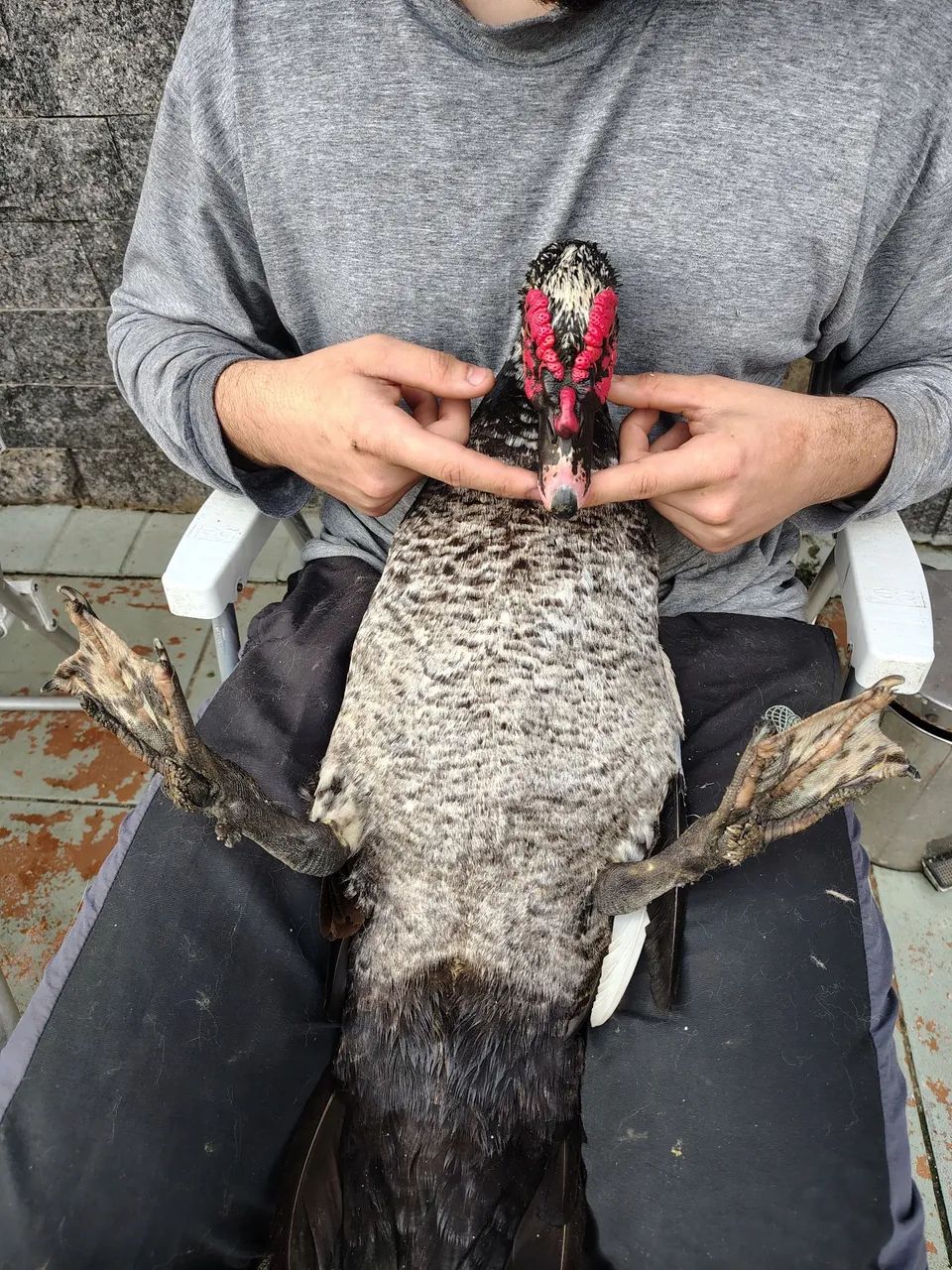 Vendo patas e pato - Foto 5