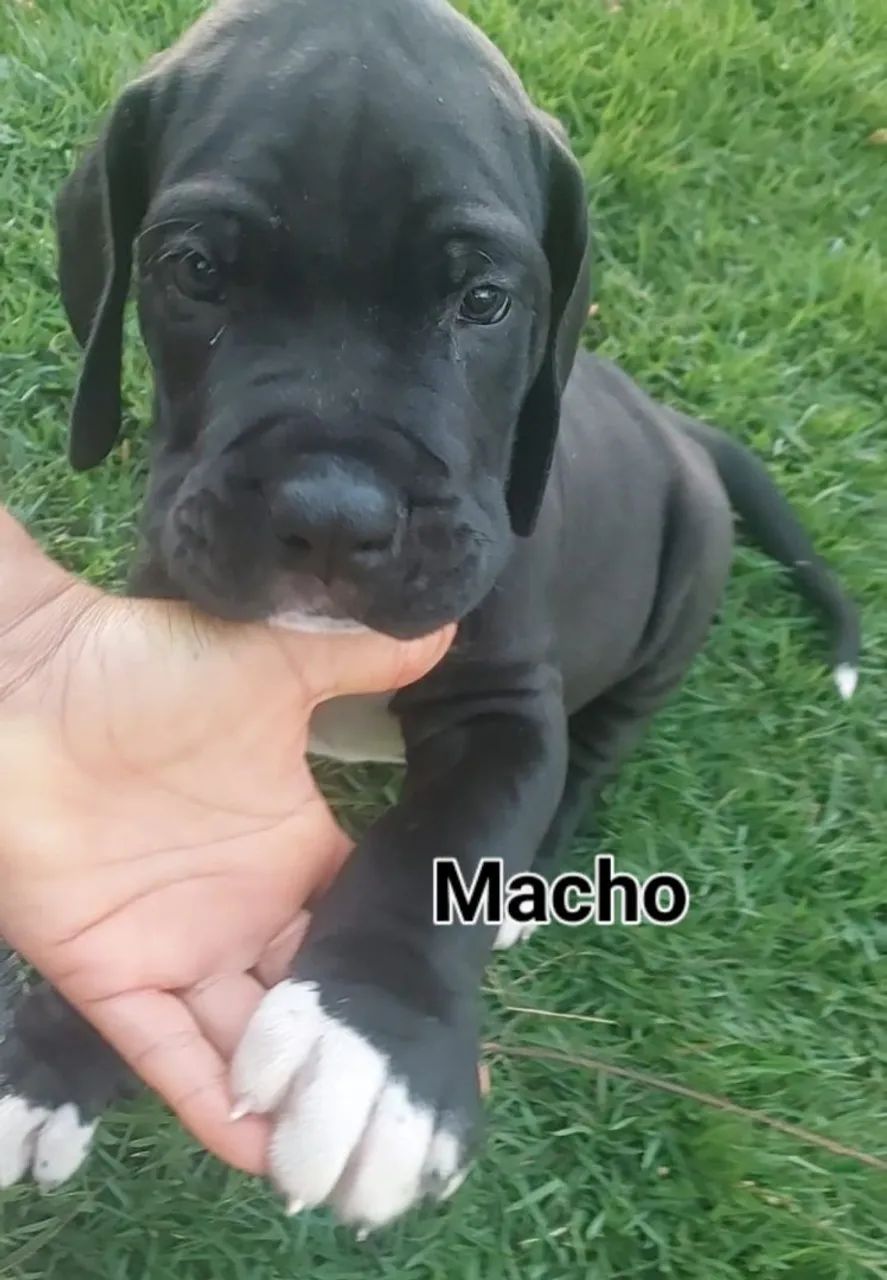 Filhote de Dogue alemão 
