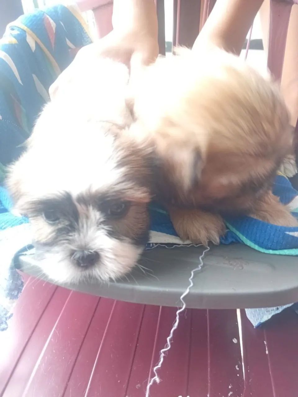 Cachorro shih Tzu
