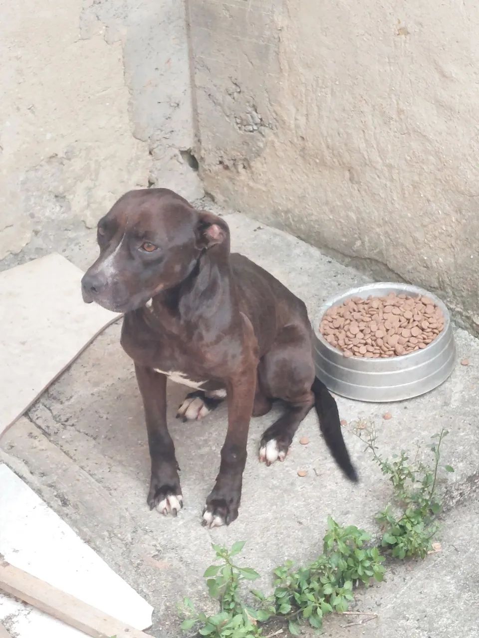 Doação cachorro pitbull com labrador - Foto 2