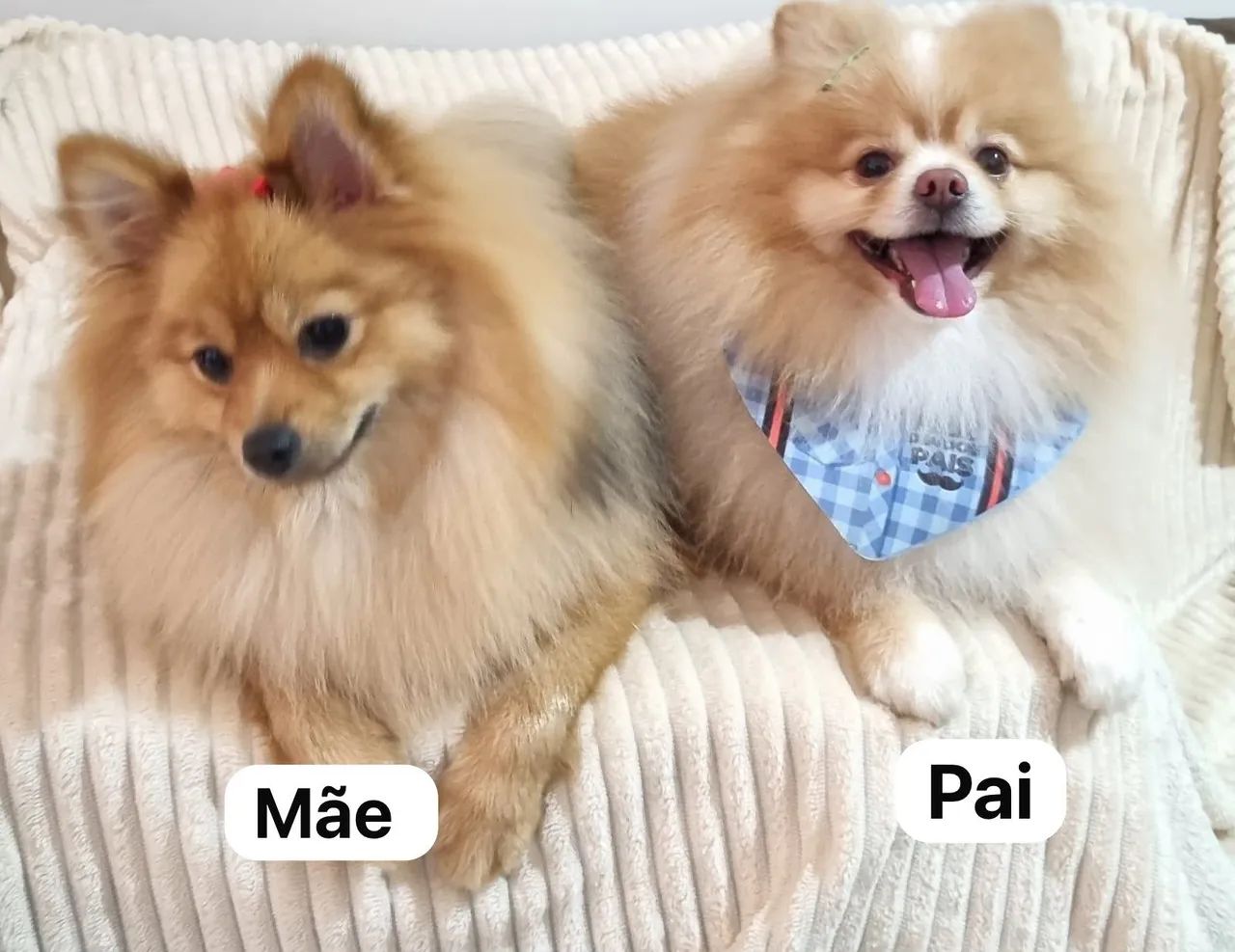 Vende se spitz alemão anão macho - Foto 2