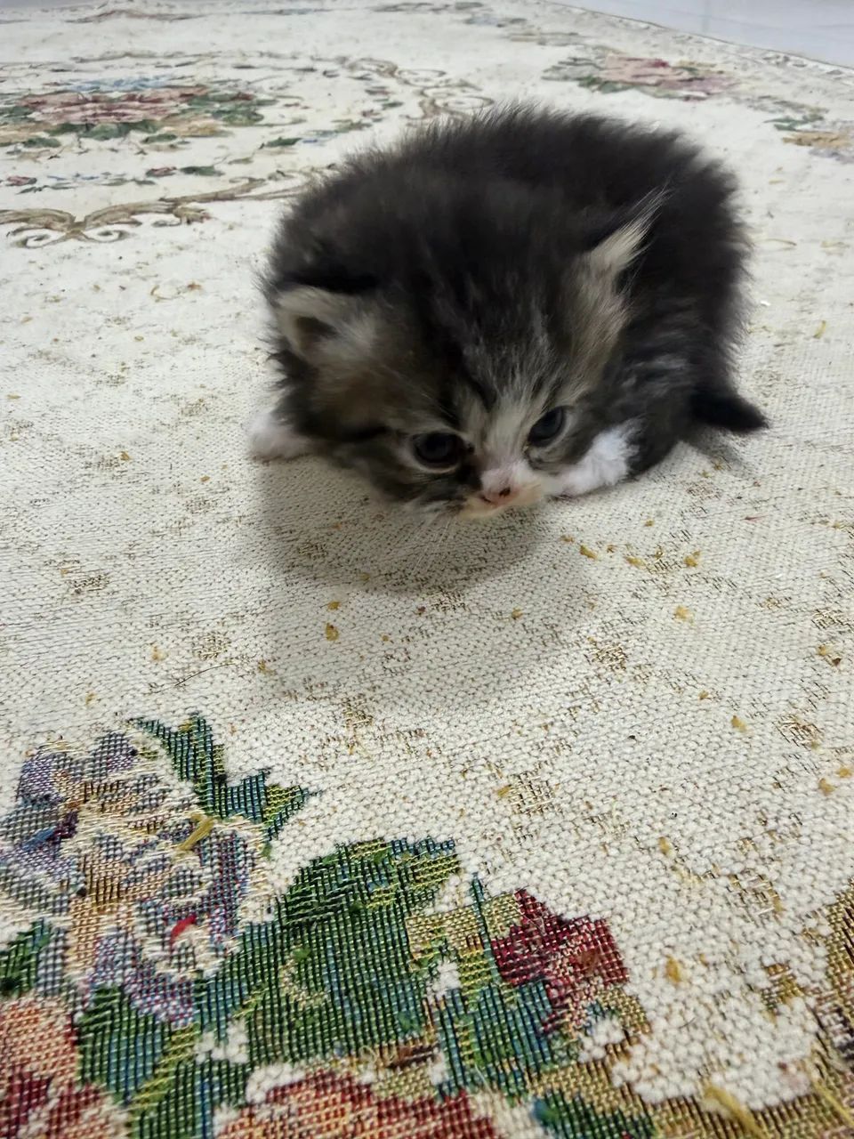 Gato persa 