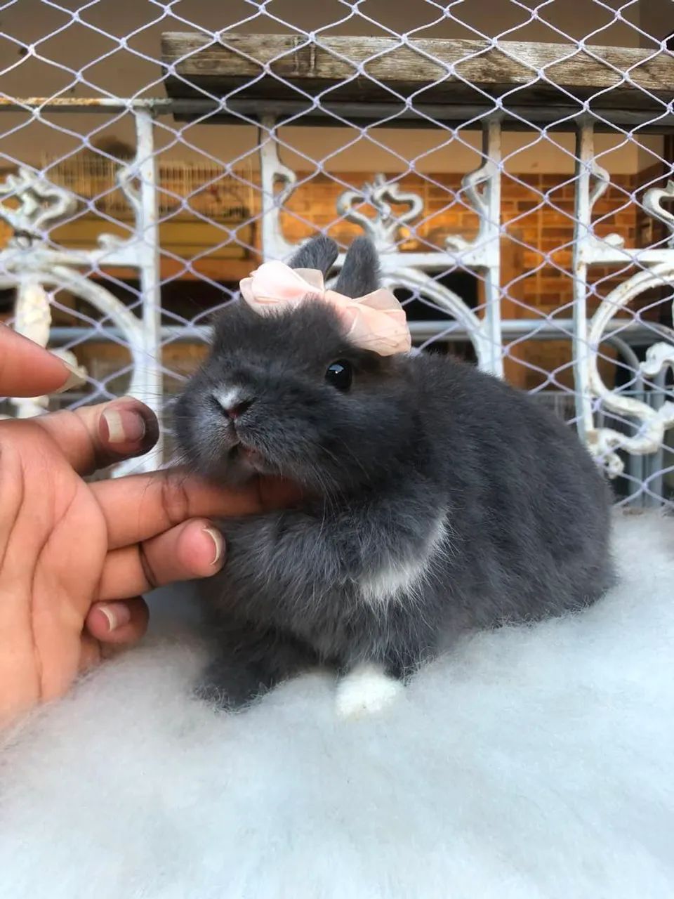 Coelho anão da raça netherland dwarf fêmea azul de viena  - o coelho menor do mundo  - Foto 5