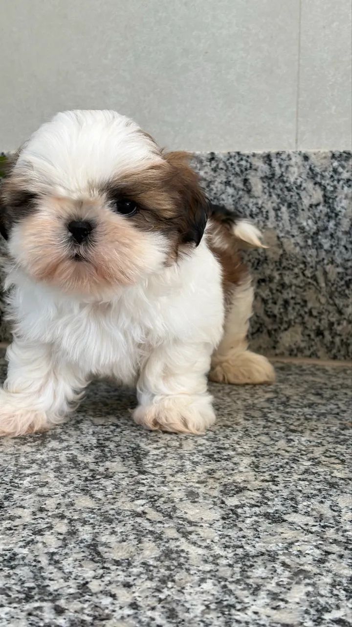 Shih tzu macho  - Foto 3