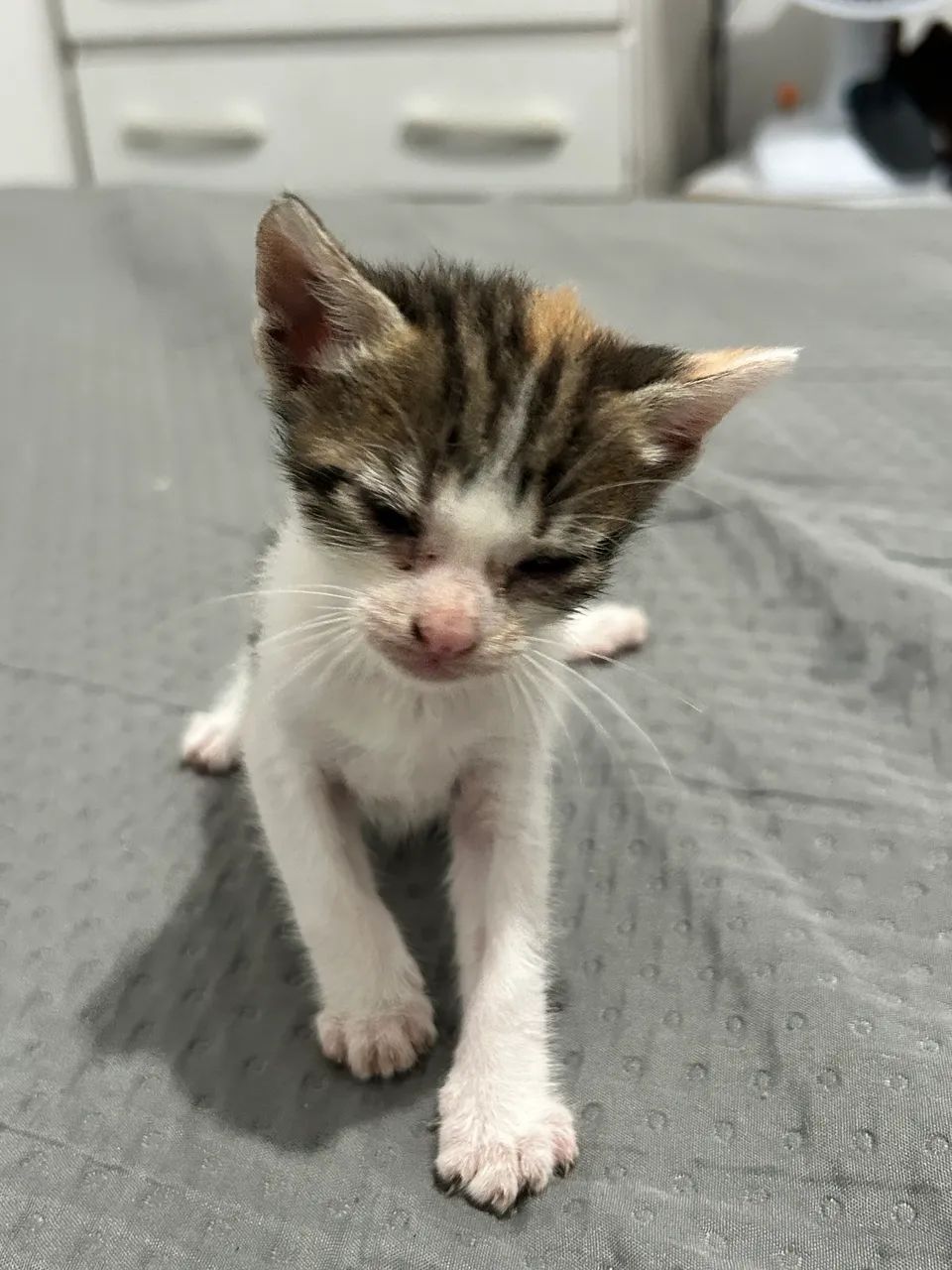 Gatos doação  - Foto 4