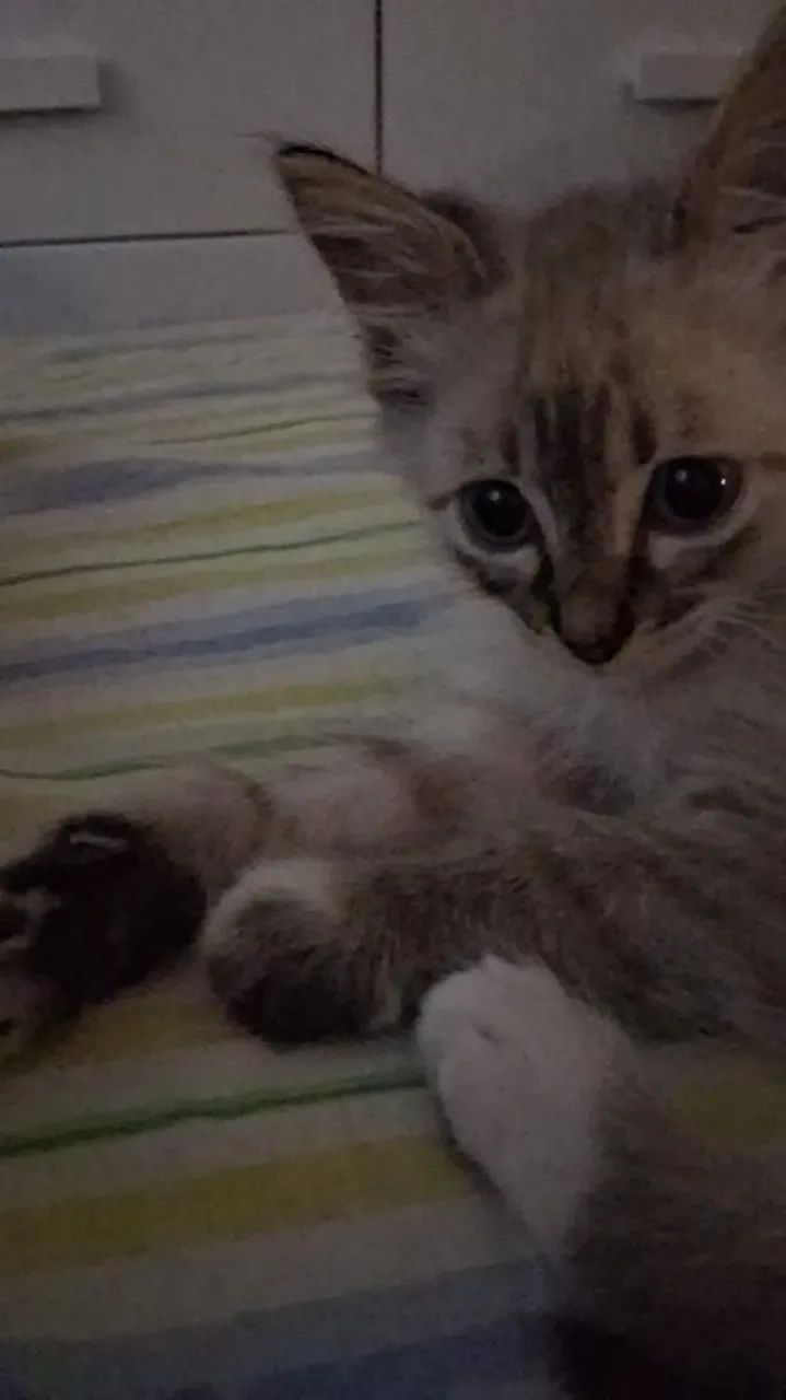Gato ragdoll macho filhote 