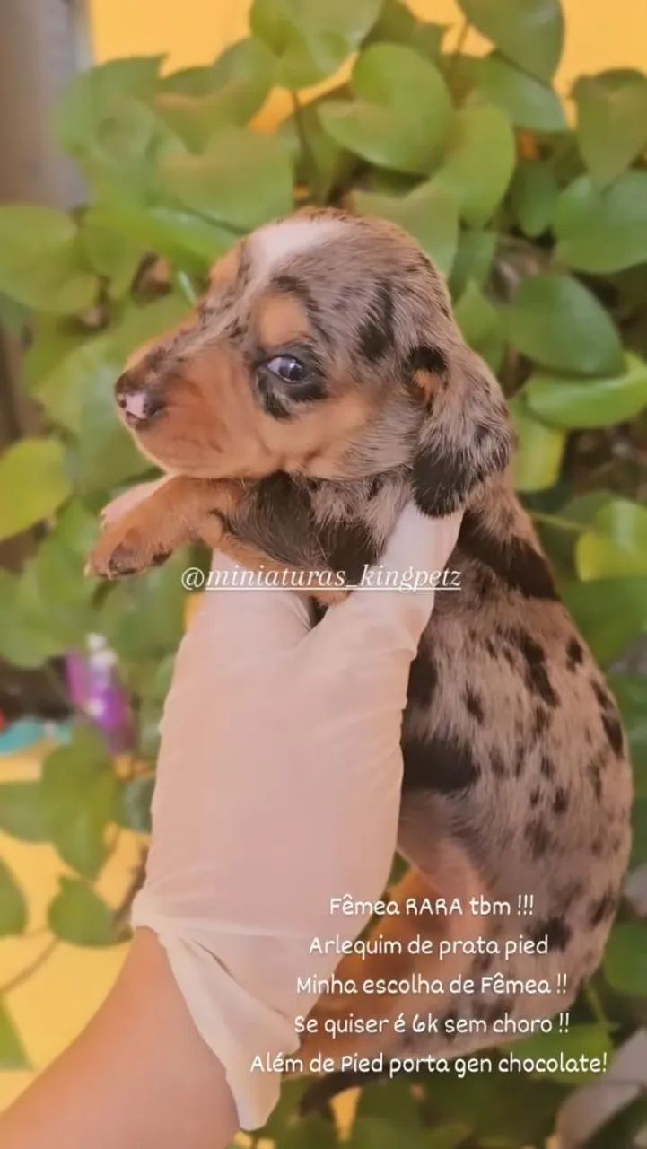 Dachshund Miniatura ( Raridade! ) Arlequim de prata pied  - Foto 3