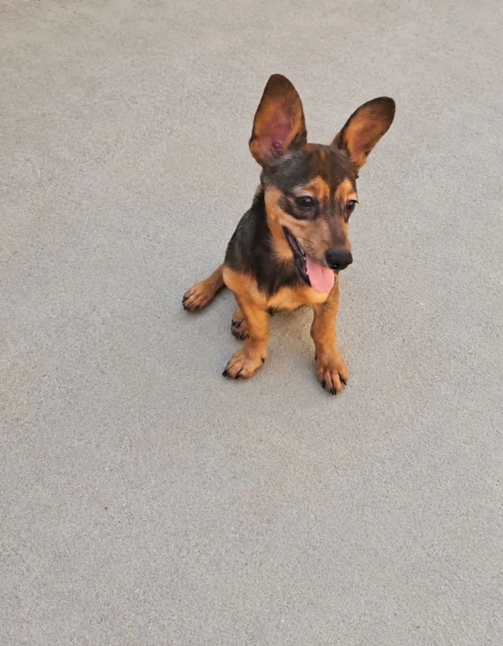 Lulu Com Salsicha os pais são porte bem pequeno - Foto 2