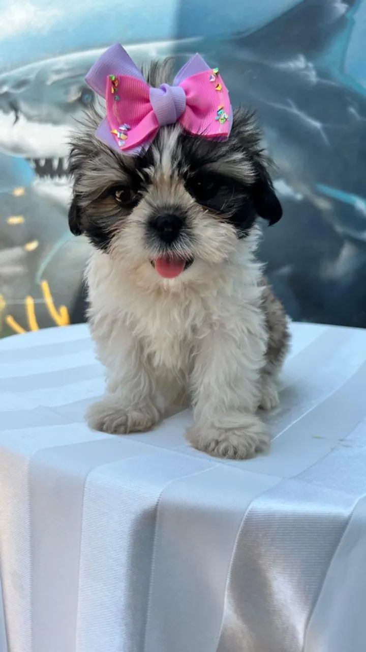 Shih Tzu criados com dedicação e amor - Foto 2