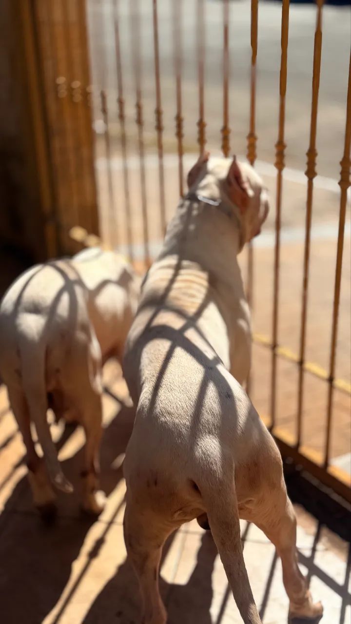 Lindos Fihotes Dogo Argentino - Foto 3