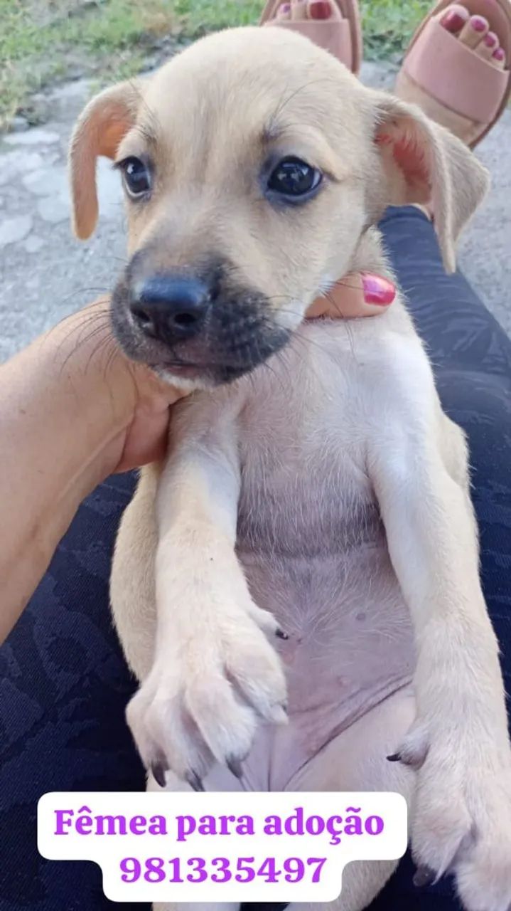 Filhotes para adoção responsável  - Foto 4