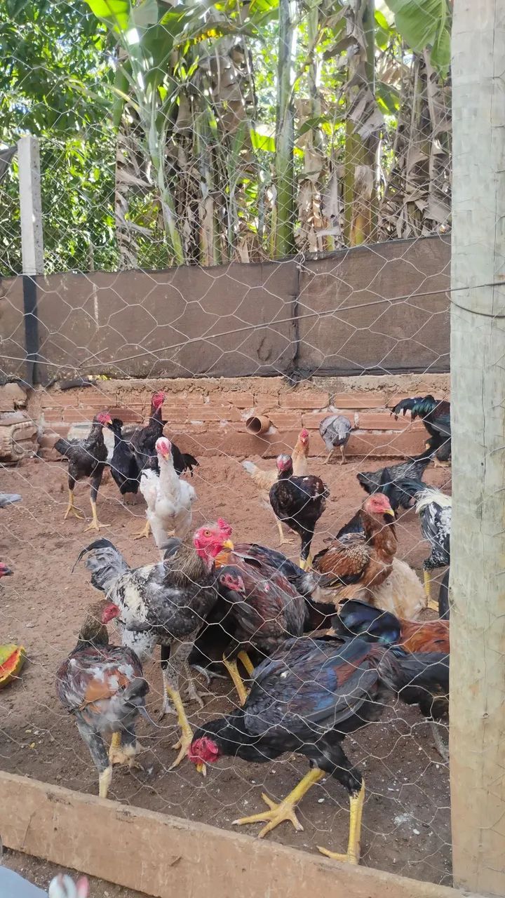 Frango e frangas caipira  - Foto 2
