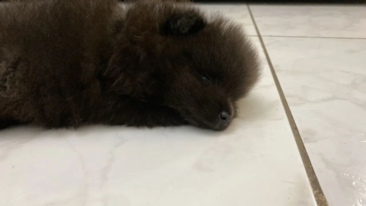 Cachorro 