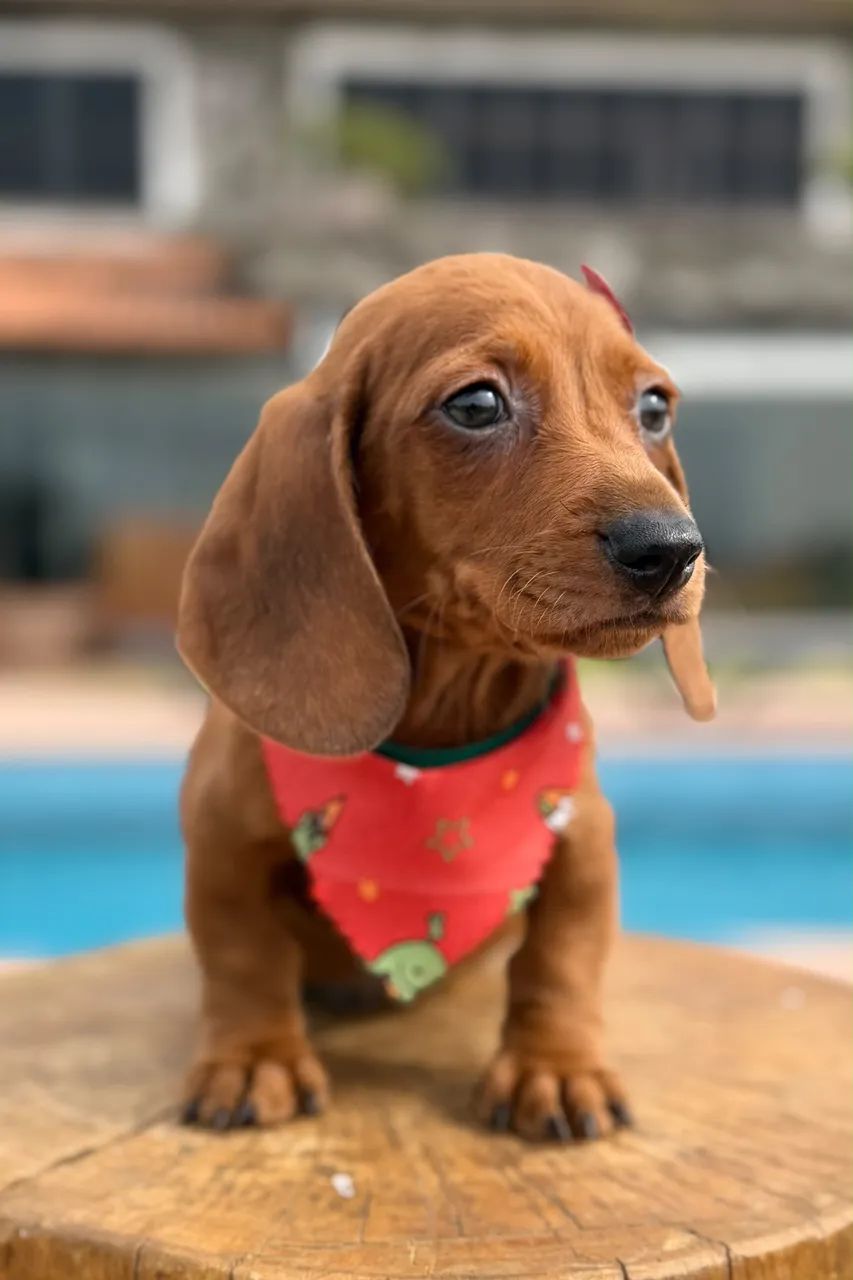 Dachshund  - Foto 4
