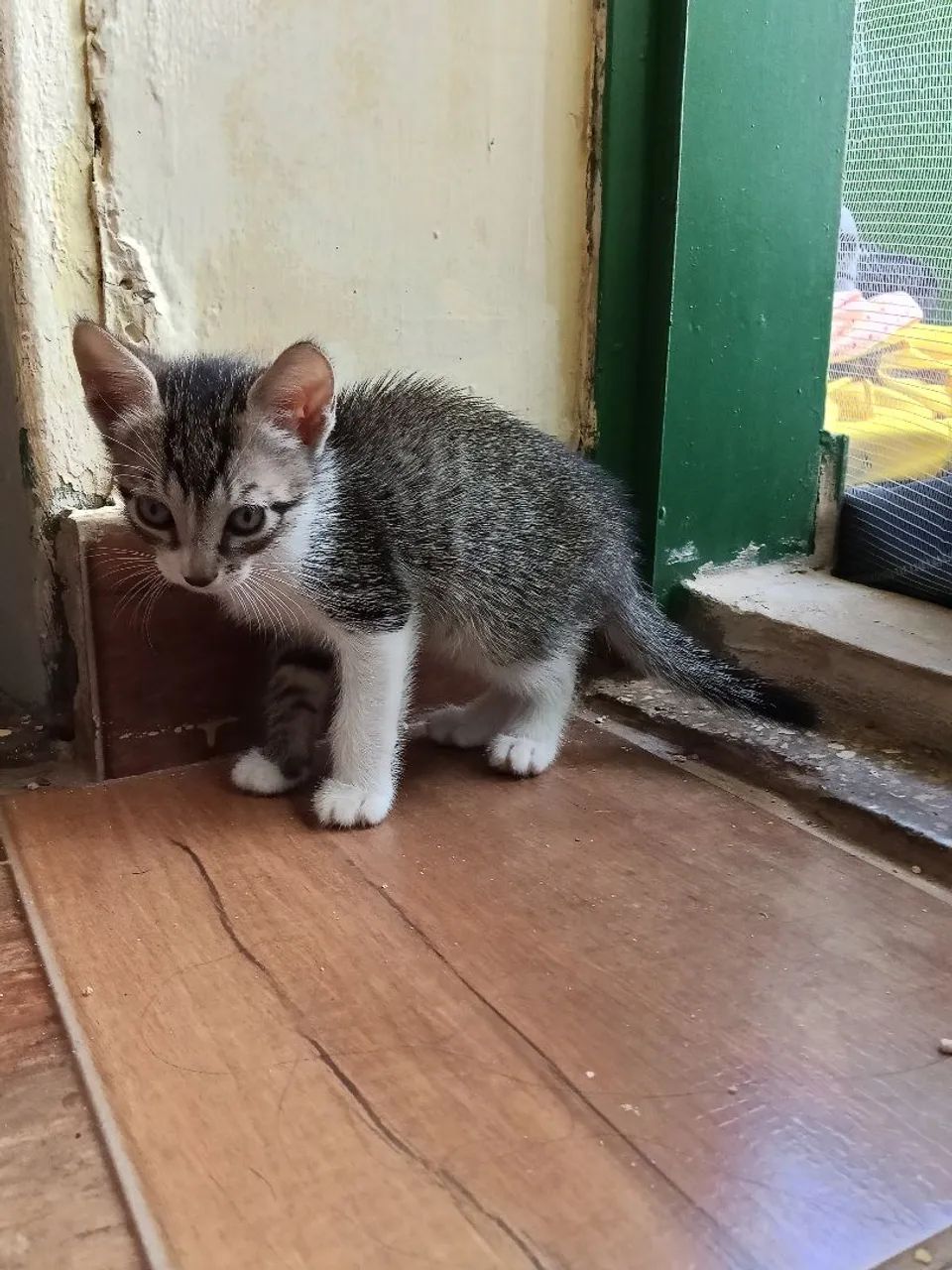 Doação responsável  - Foto 2