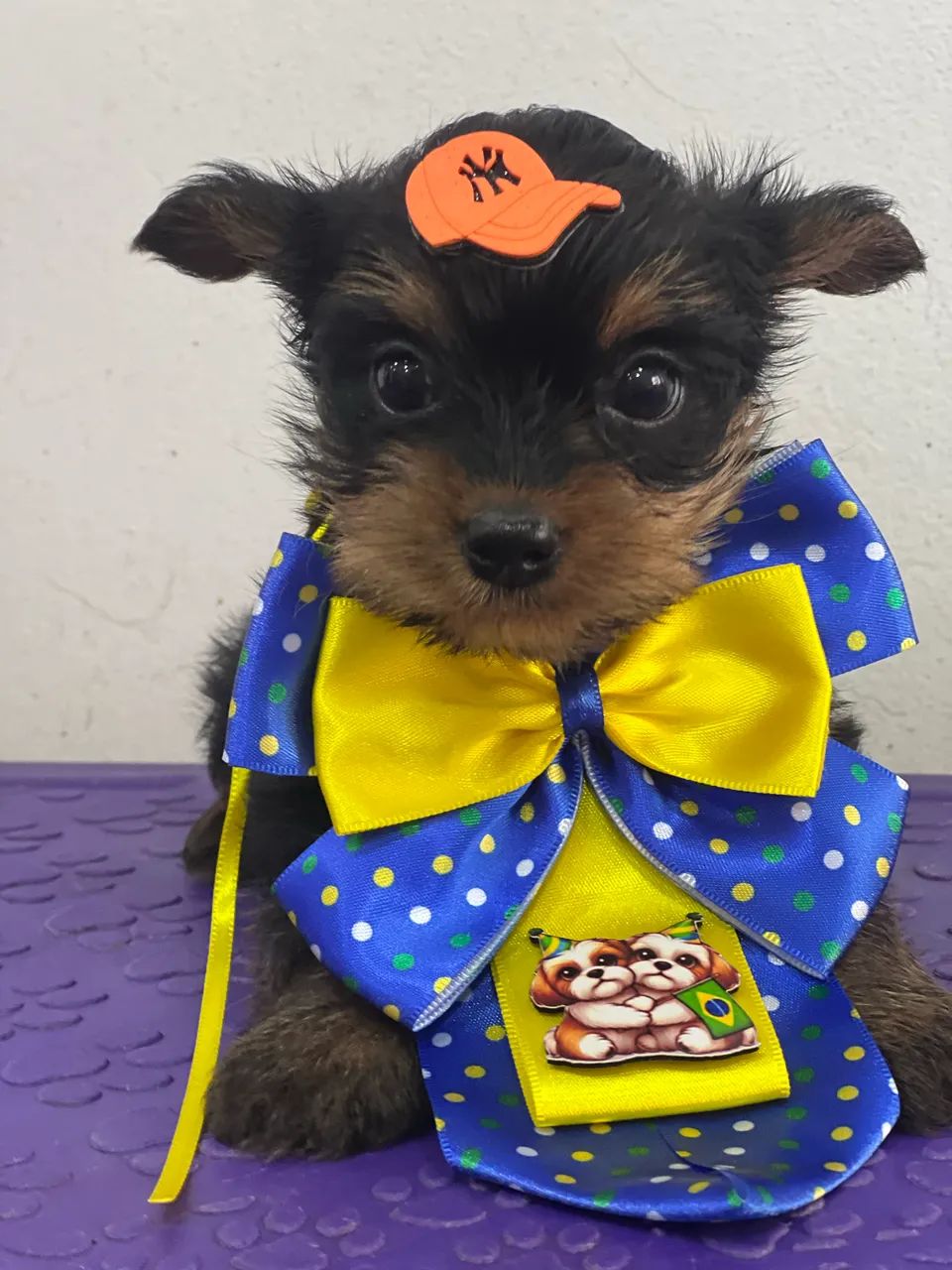 Lindo machinho de Yorkshire  - Foto 2