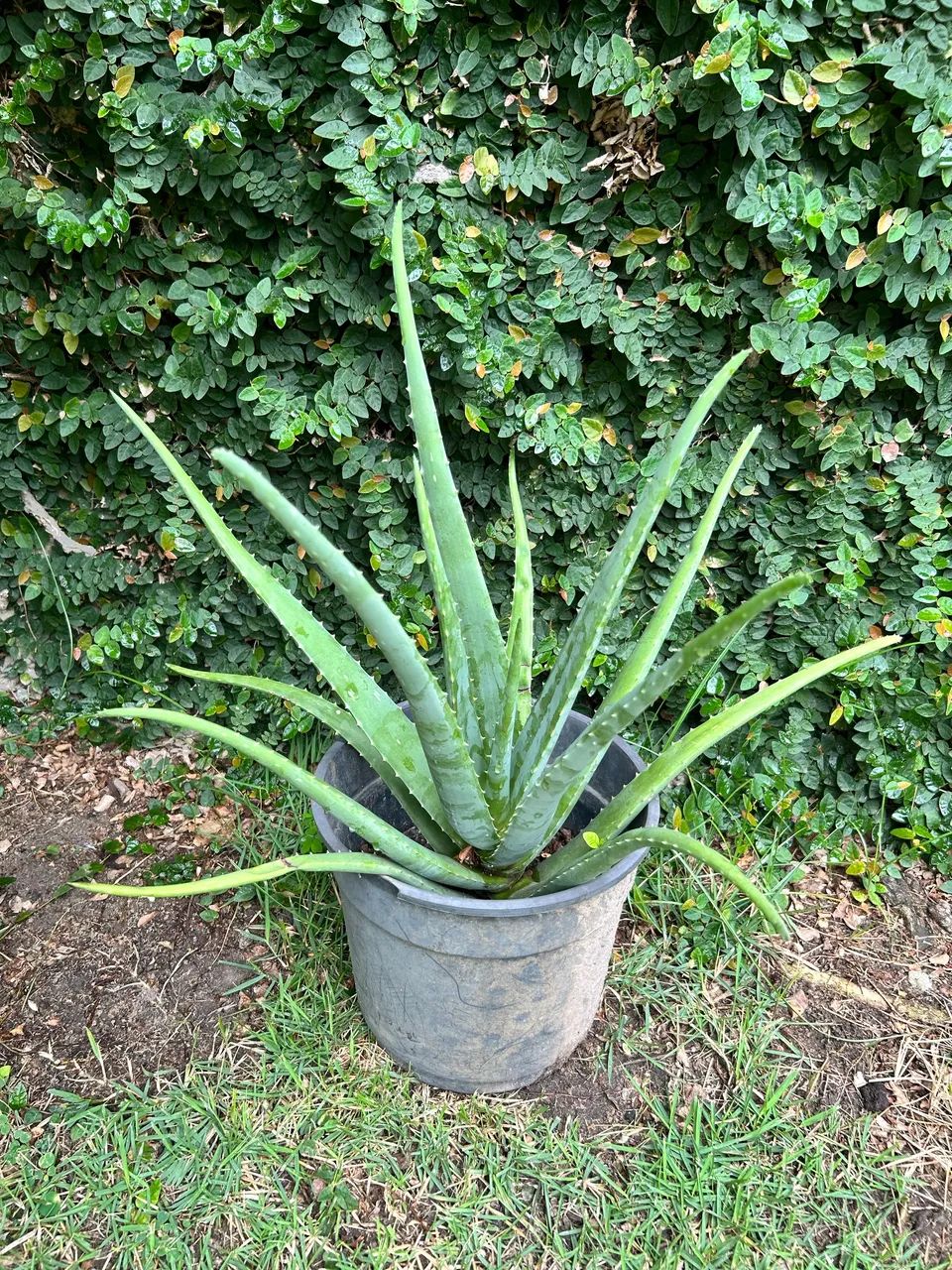 Vaso com planta  - Foto 2
