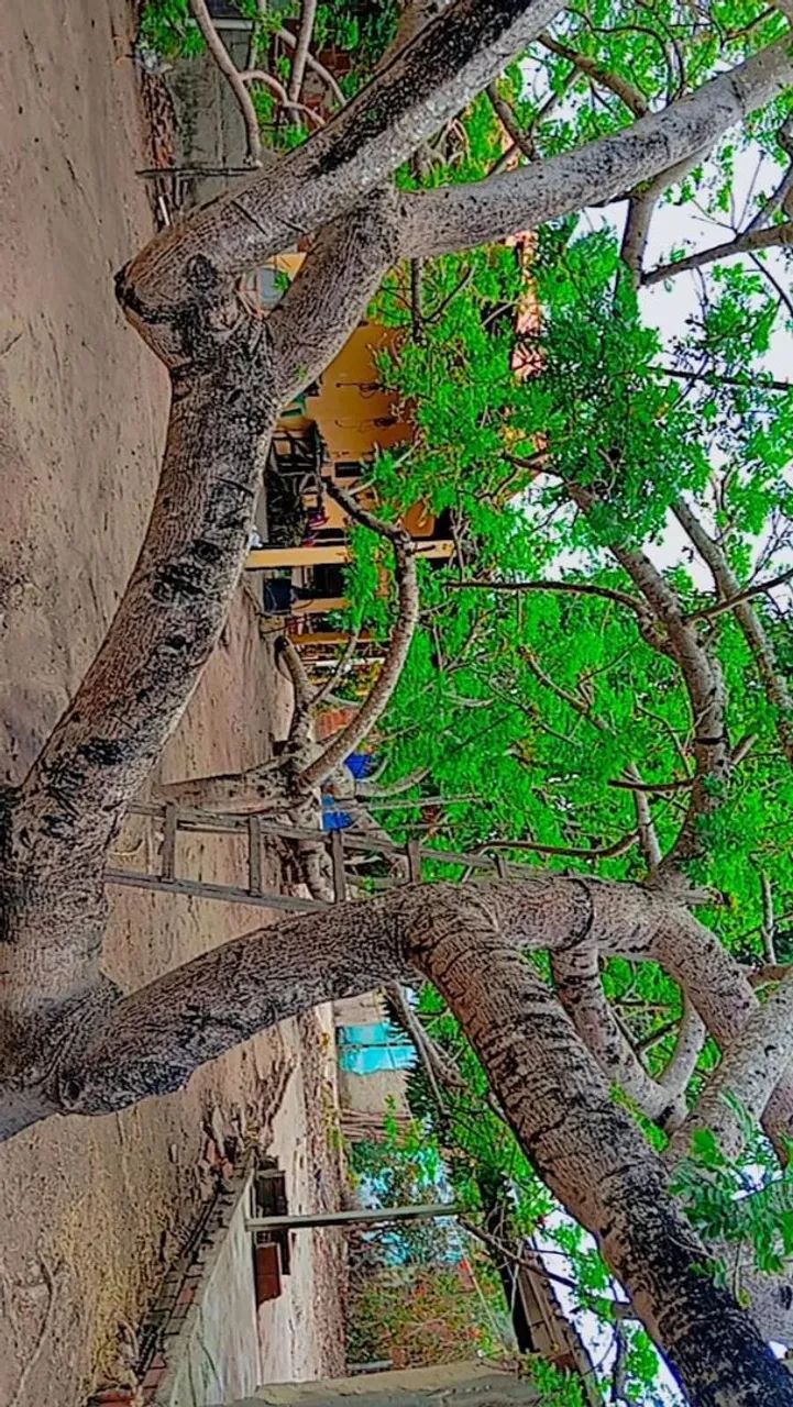 Sítio no masape entrada da forquilha Maranguape  - Foto 5
