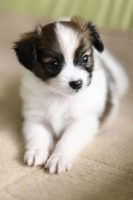 Papillon Lindos peludinhos - Foto 2