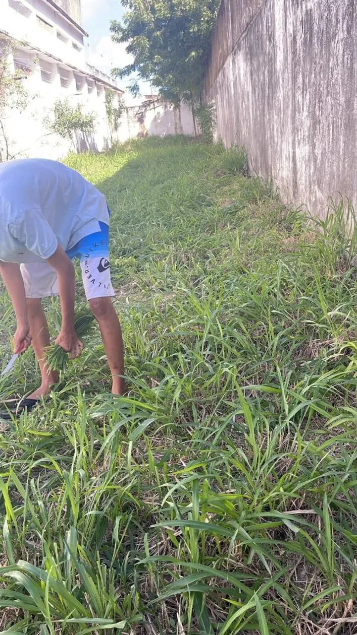 Vendo saco de capim  - Foto 2