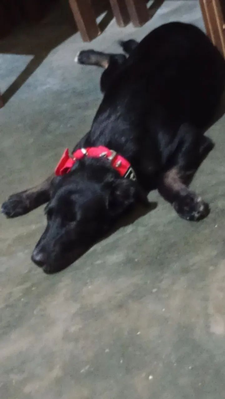 Doa-se cachorrinho  - Foto 3