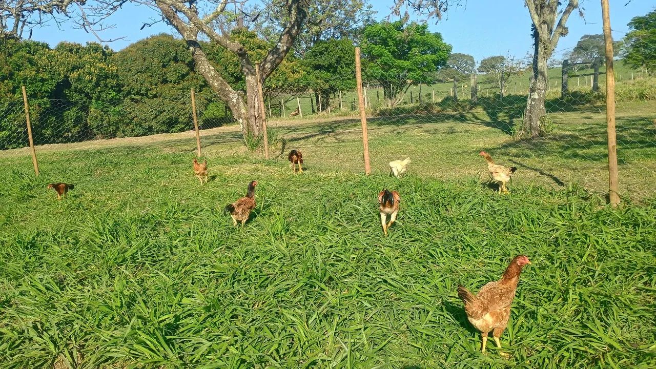 Galinha caipiras  - Foto 4