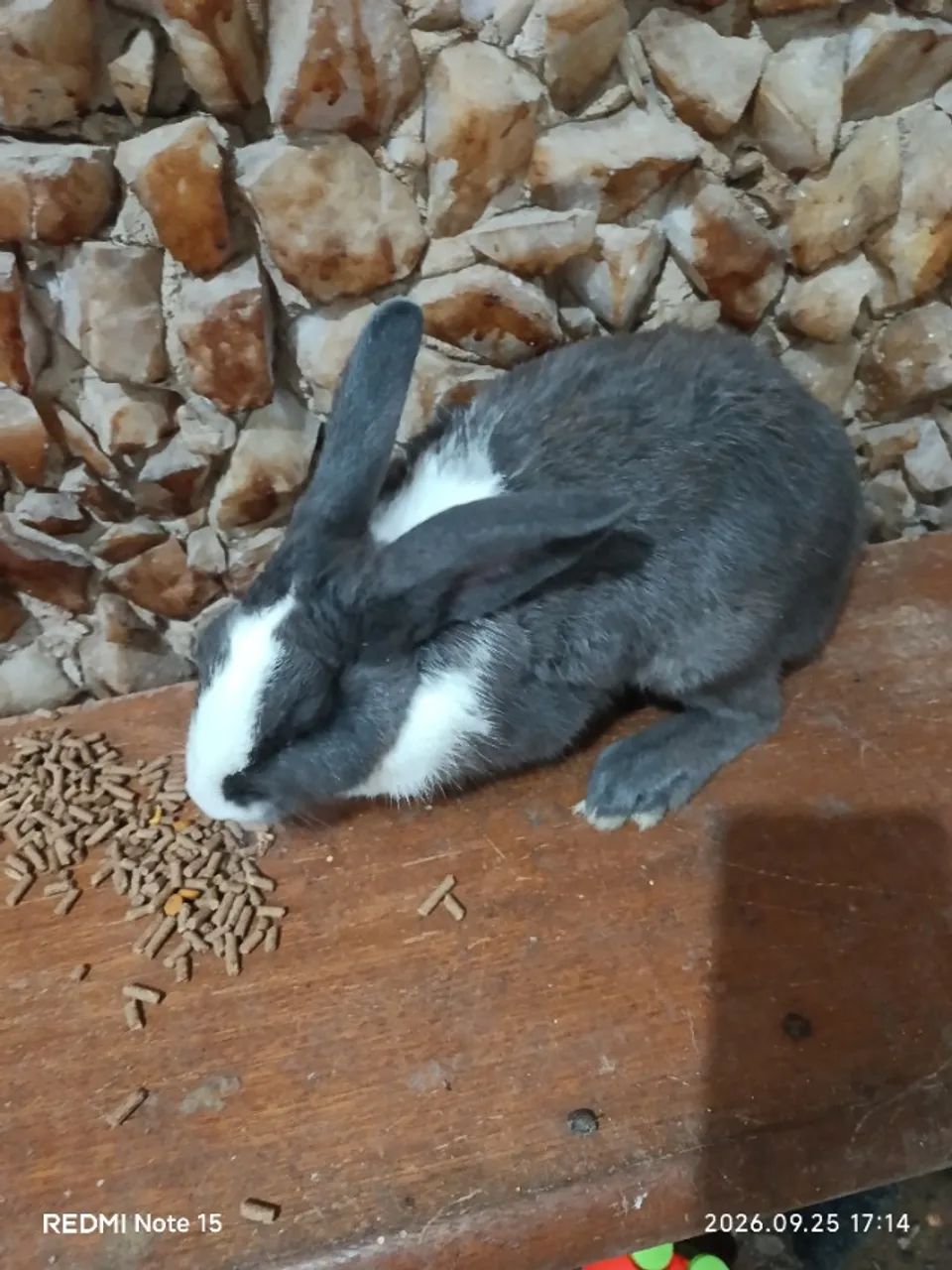 Coelho para adoção 