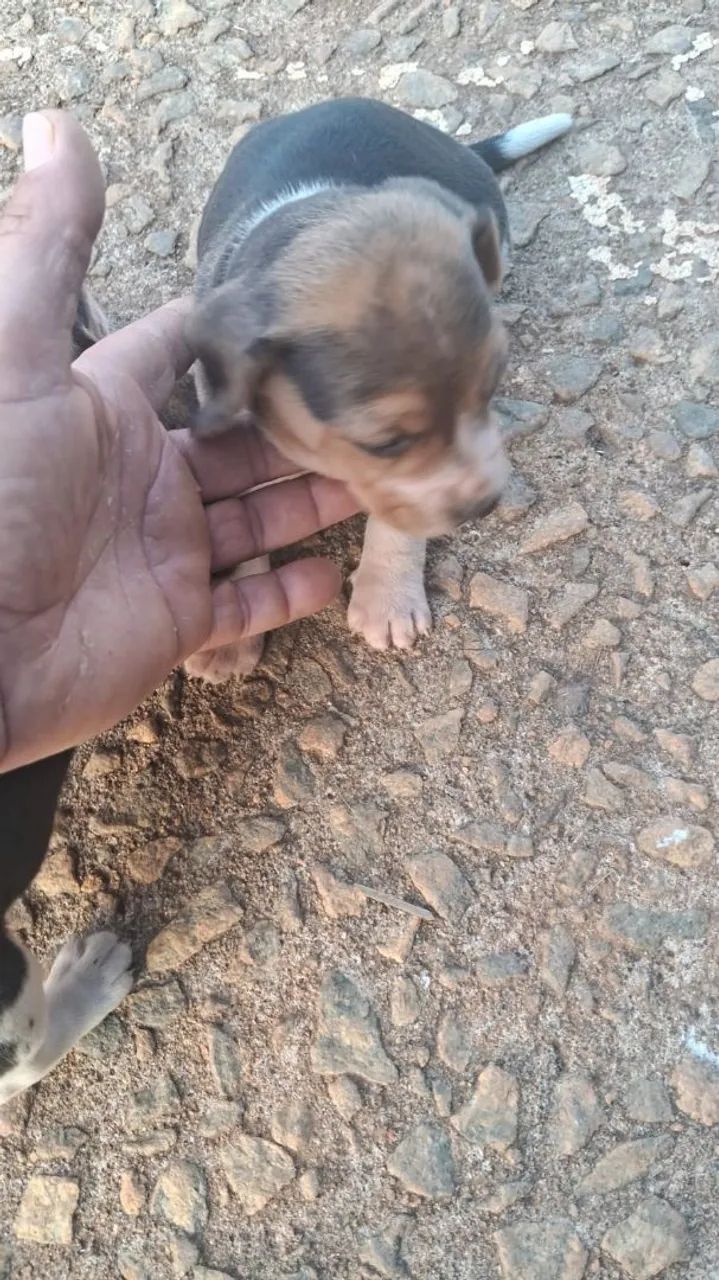 Beagle - Foto 2
