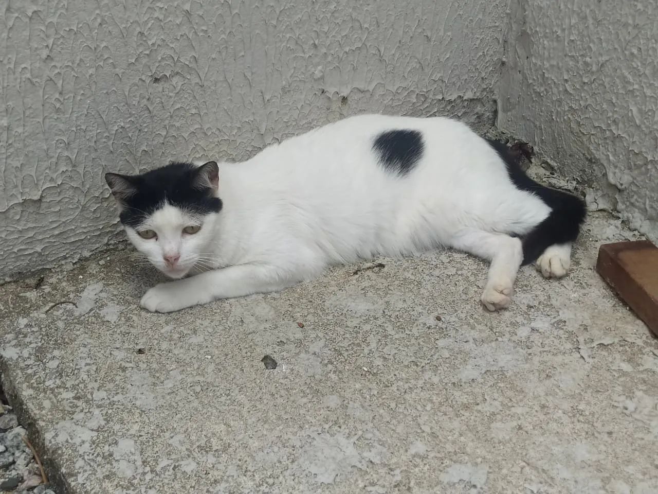 Adote a Sofia  - Foto 4