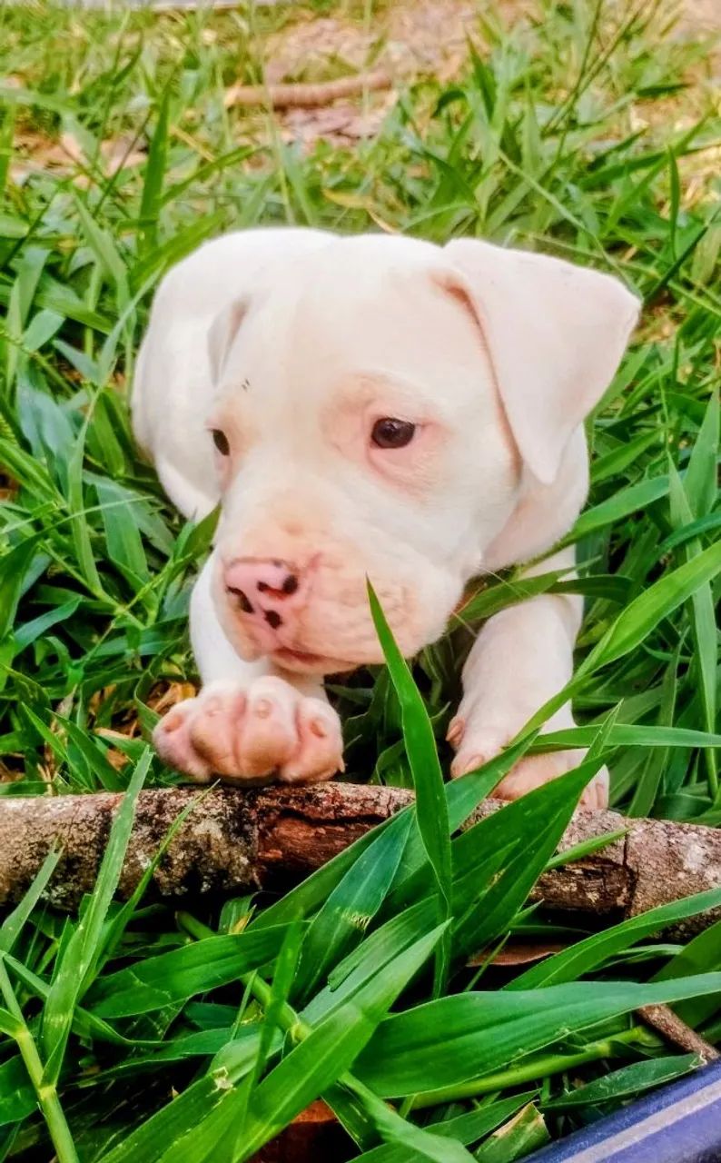 DOGO ARGENTINO PEDIGREE  - Foto 2