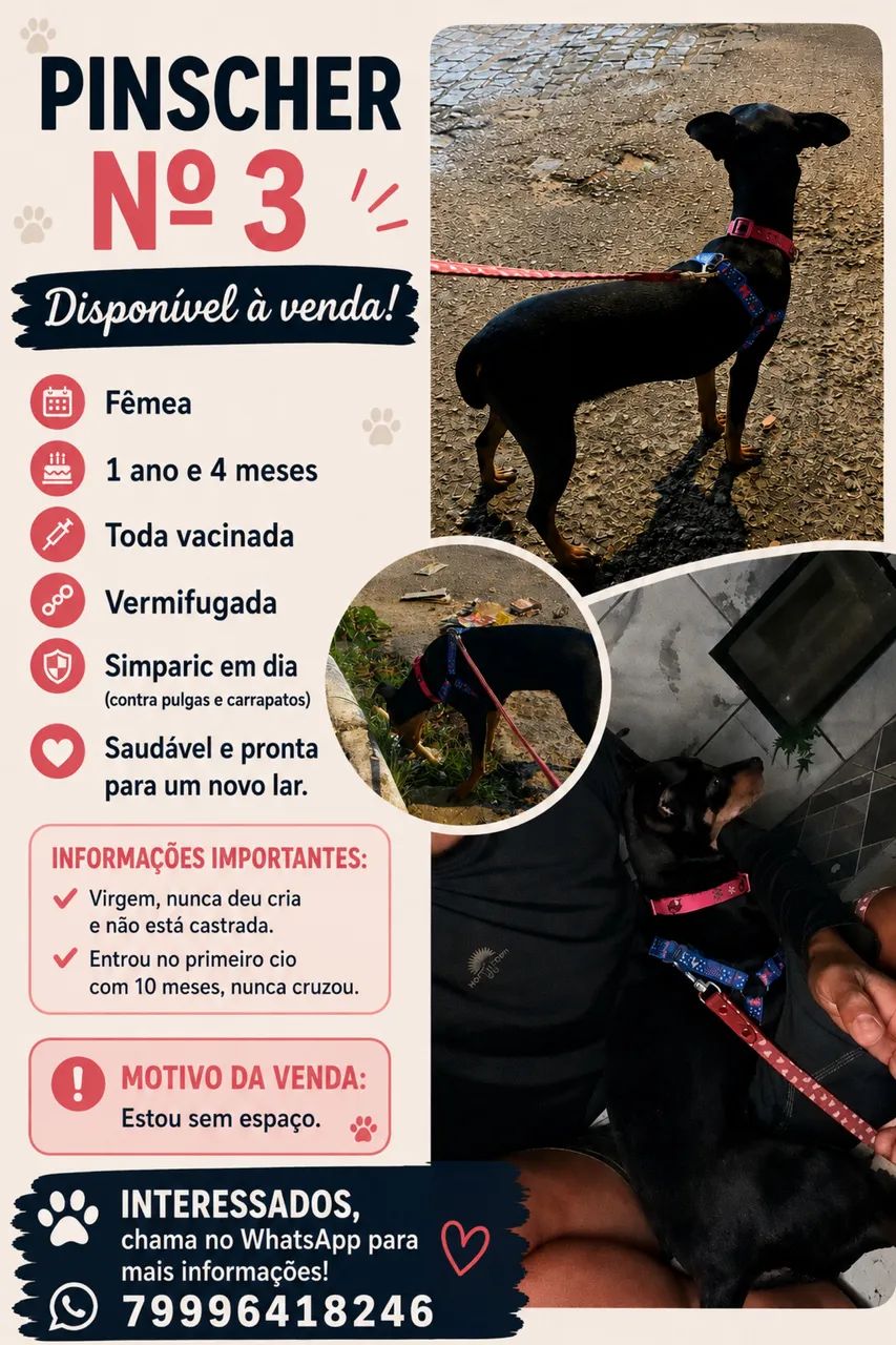 Pinscher  - Foto 3