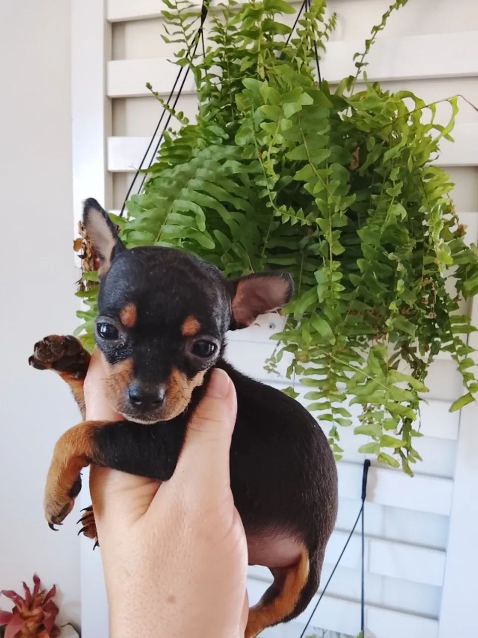 Filhotes de pinscher  - Foto 4