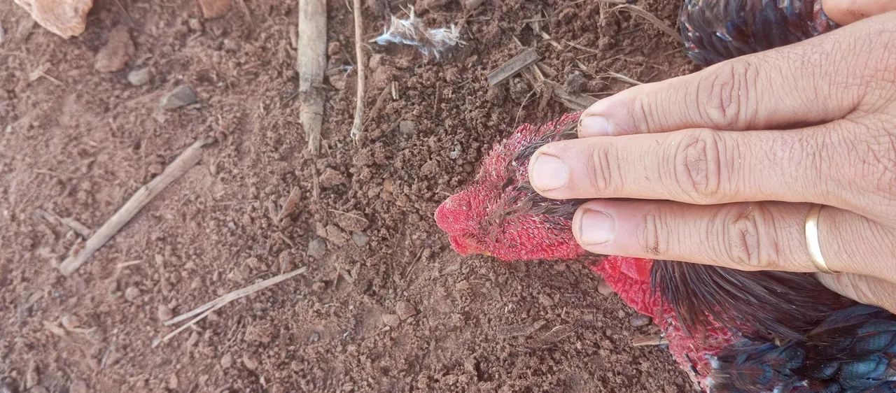 Galo bico curto e galinhas bico curto  - Foto 4