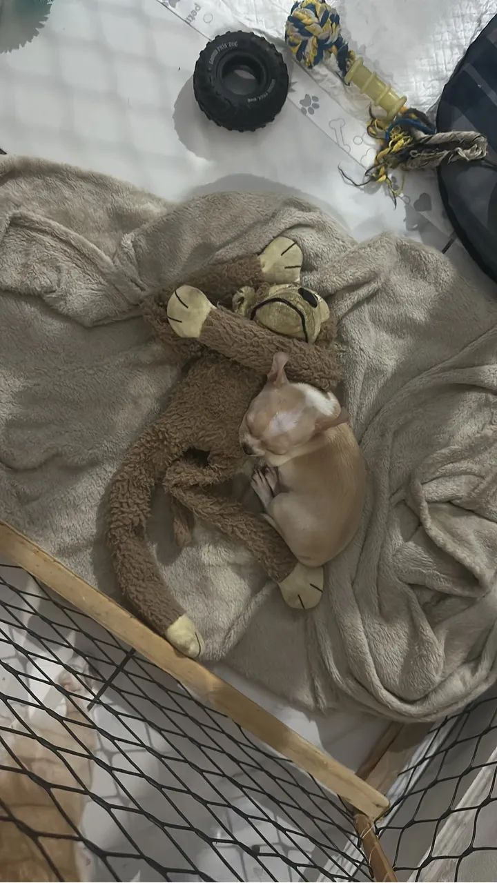 Chihuahua  - Foto 3