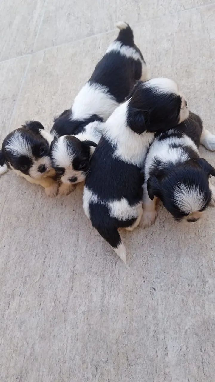 Vendo lindos  filhotes de Shitzu!!! - Foto 2