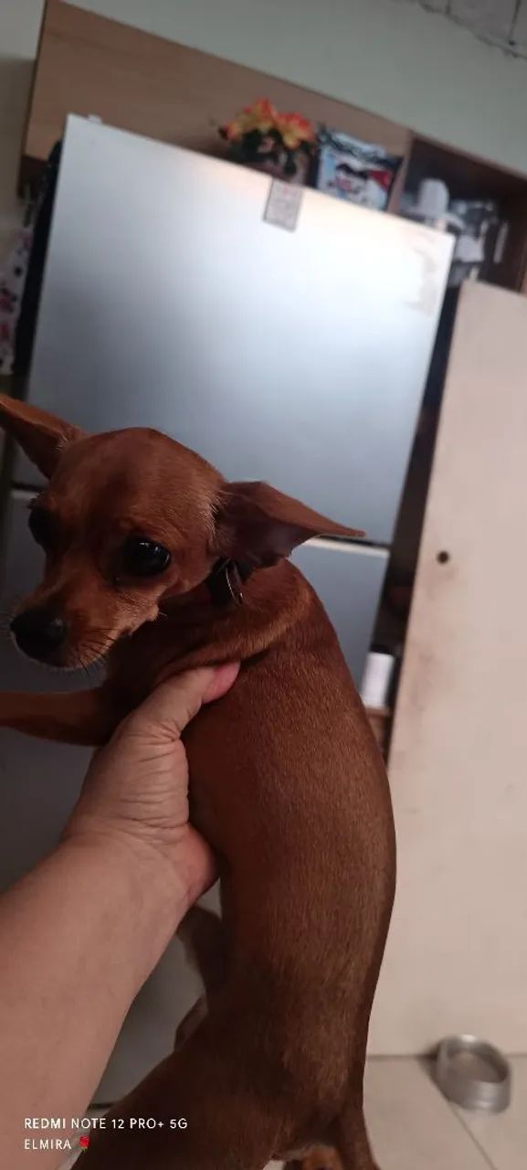 Pincher 0  - Foto 4