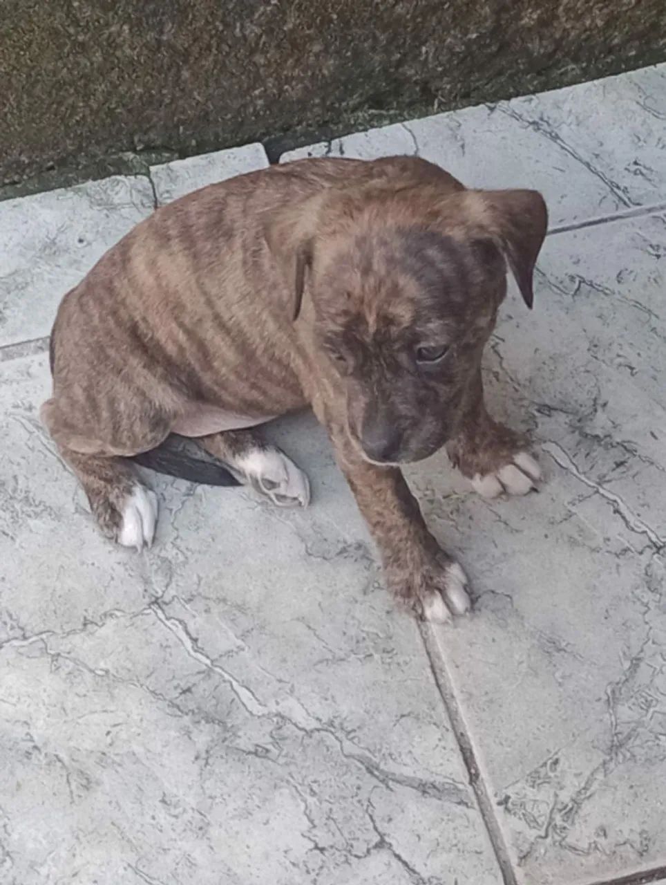 Cachorro  - Foto 3