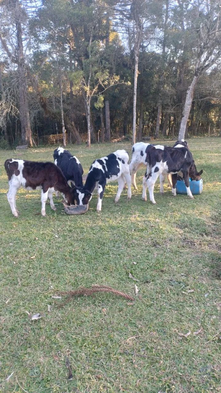 Bezerros macho  - Foto 2