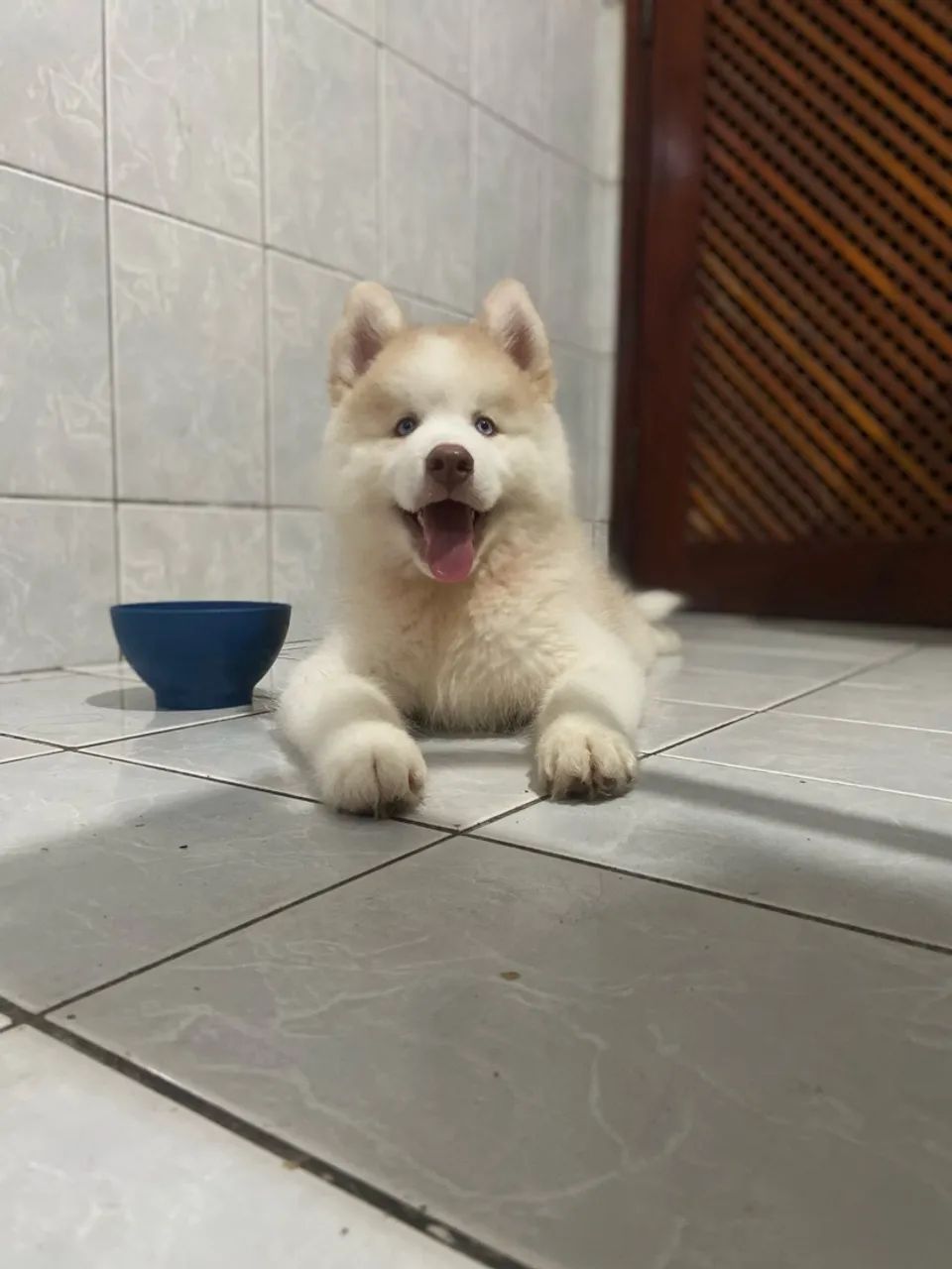 Husky  - Foto 3