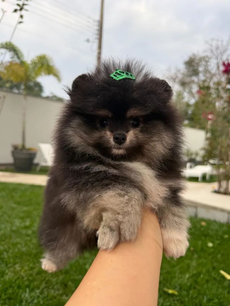 Lulu da Pomeranea macho - Foto 3