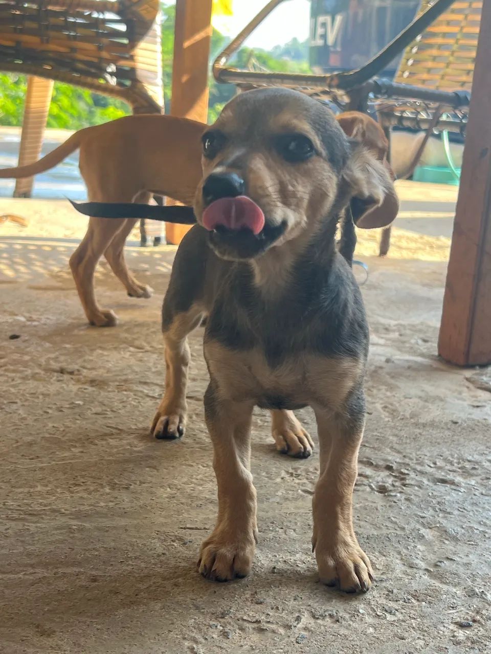 Pinscher N1 2meses