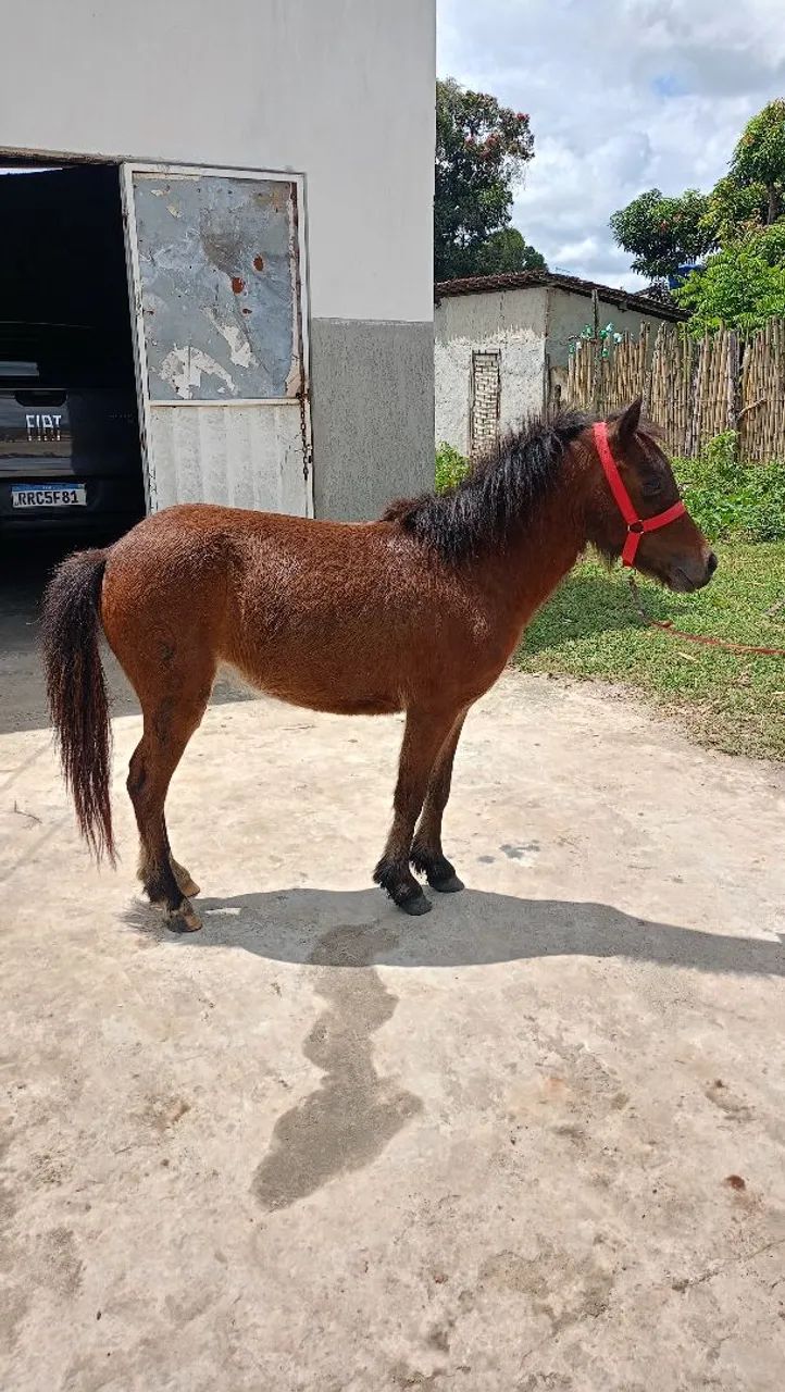 Pônei  - Foto 3