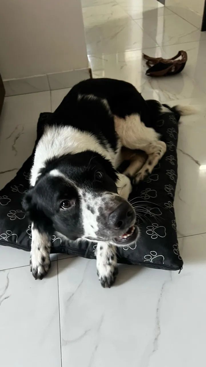 Doação de cachorro  - Foto 3