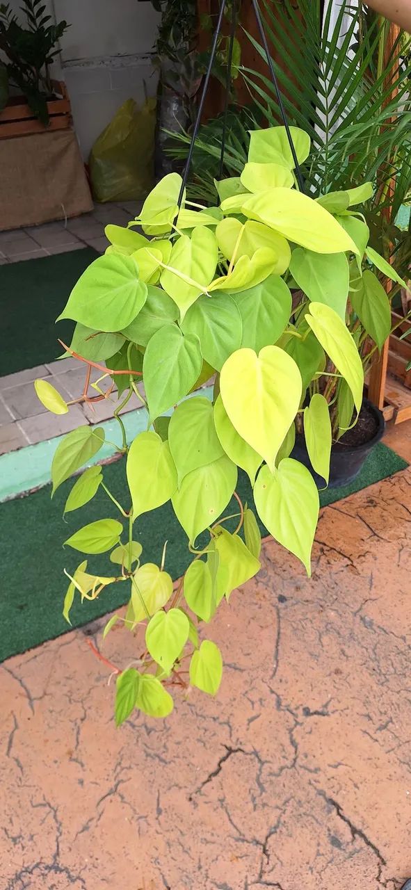 Planta filodendro limão/néon  - Foto 2