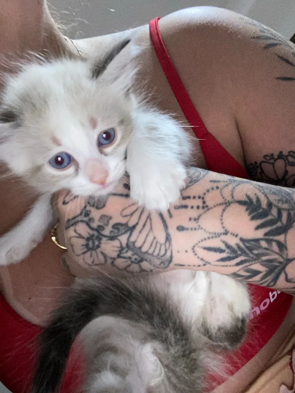 Gatinhas para adoção responsável  - Foto 2