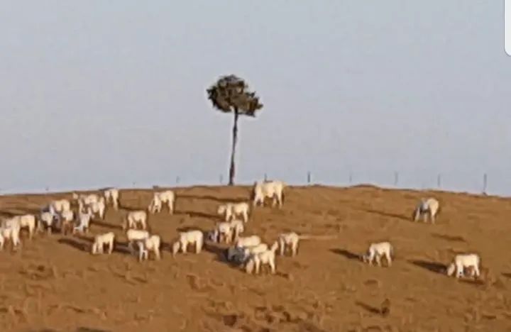 Vendo 5 bezerras, na média de 6@. - Foto 2