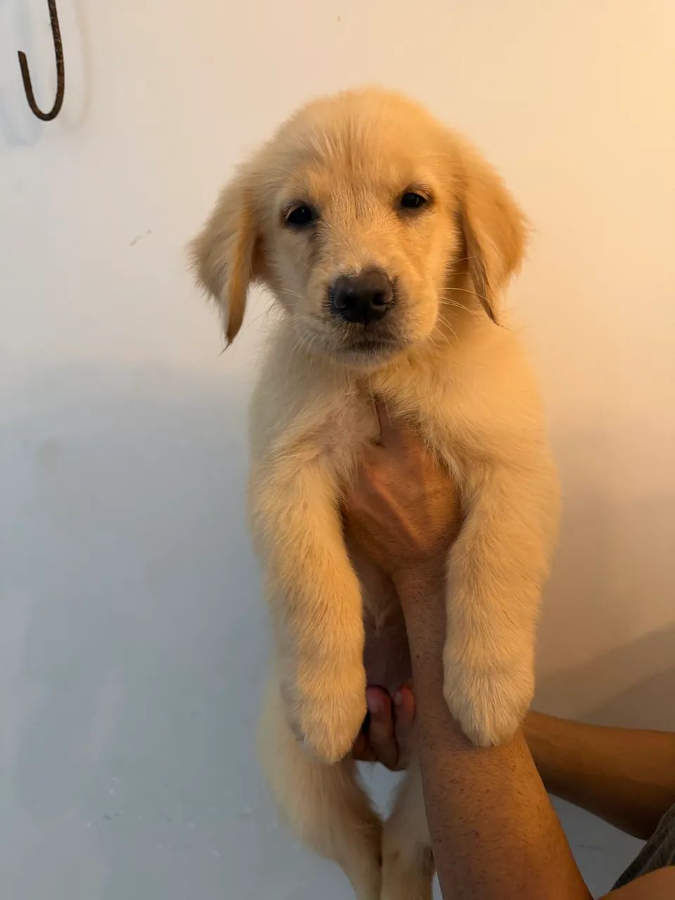 Golden retriever  - Foto 4