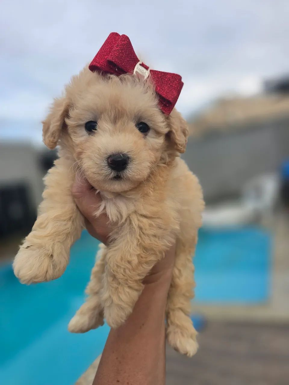 Poodle toyzinha linda feminha - Foto 4