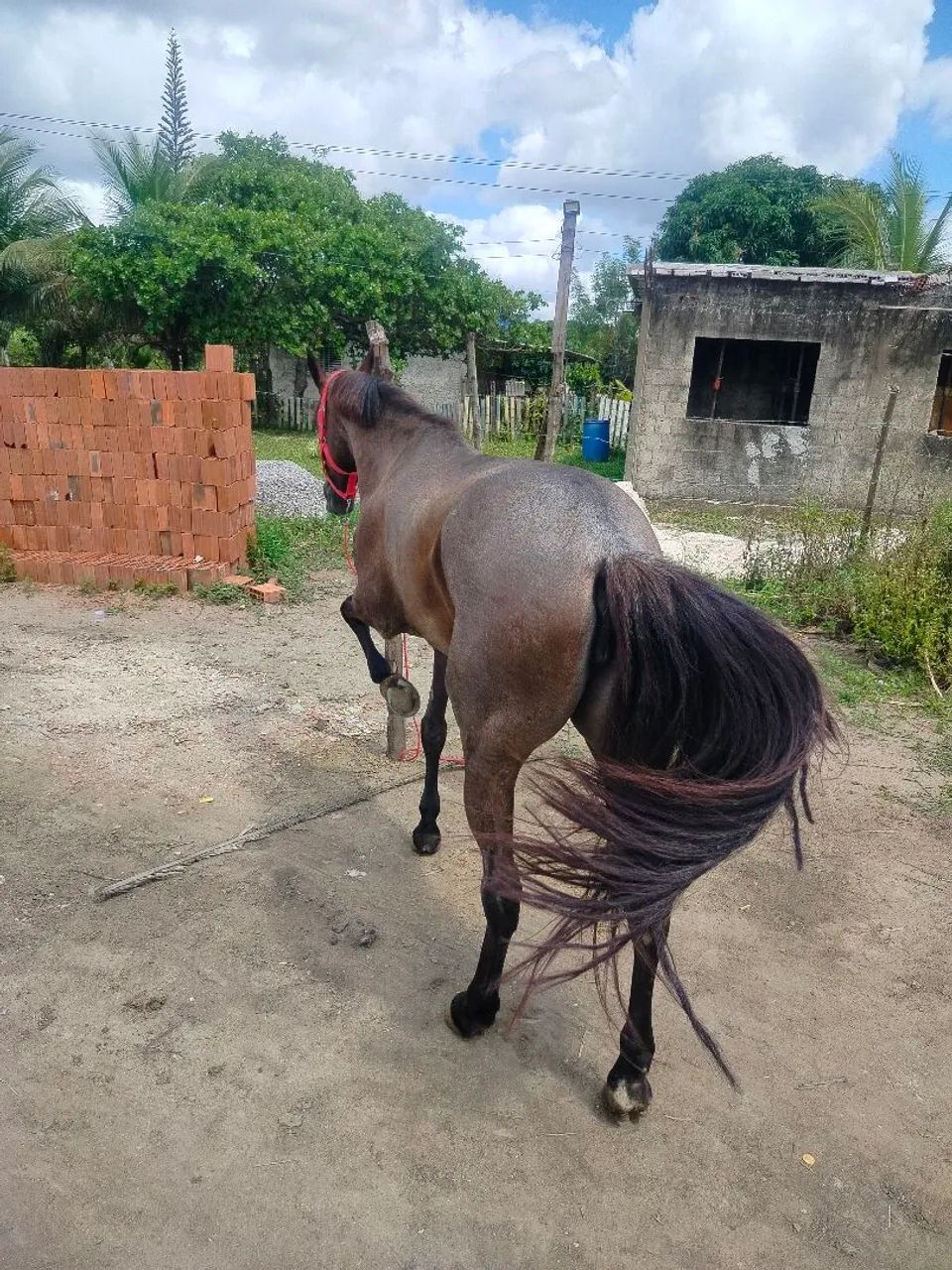 Cavalo  - Foto 3